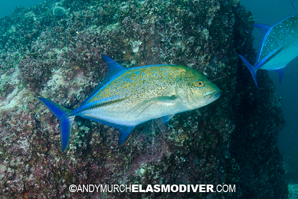 bluefin-trevally-pictures-images-of-caranx-melampygus